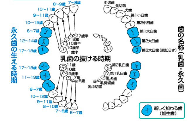 歯の生え変わり時期の目安